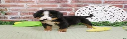 Bernese Mountain Dog dogs for sale: Patriot - Ad 4