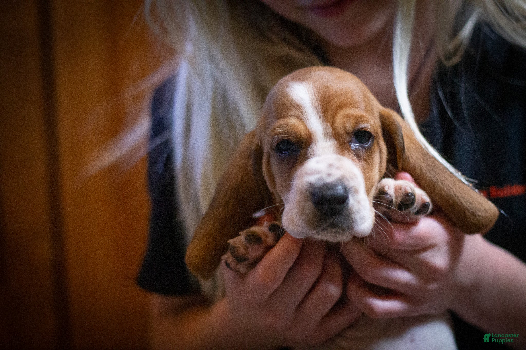 Basset Hound dogs Winnie - Ad 7