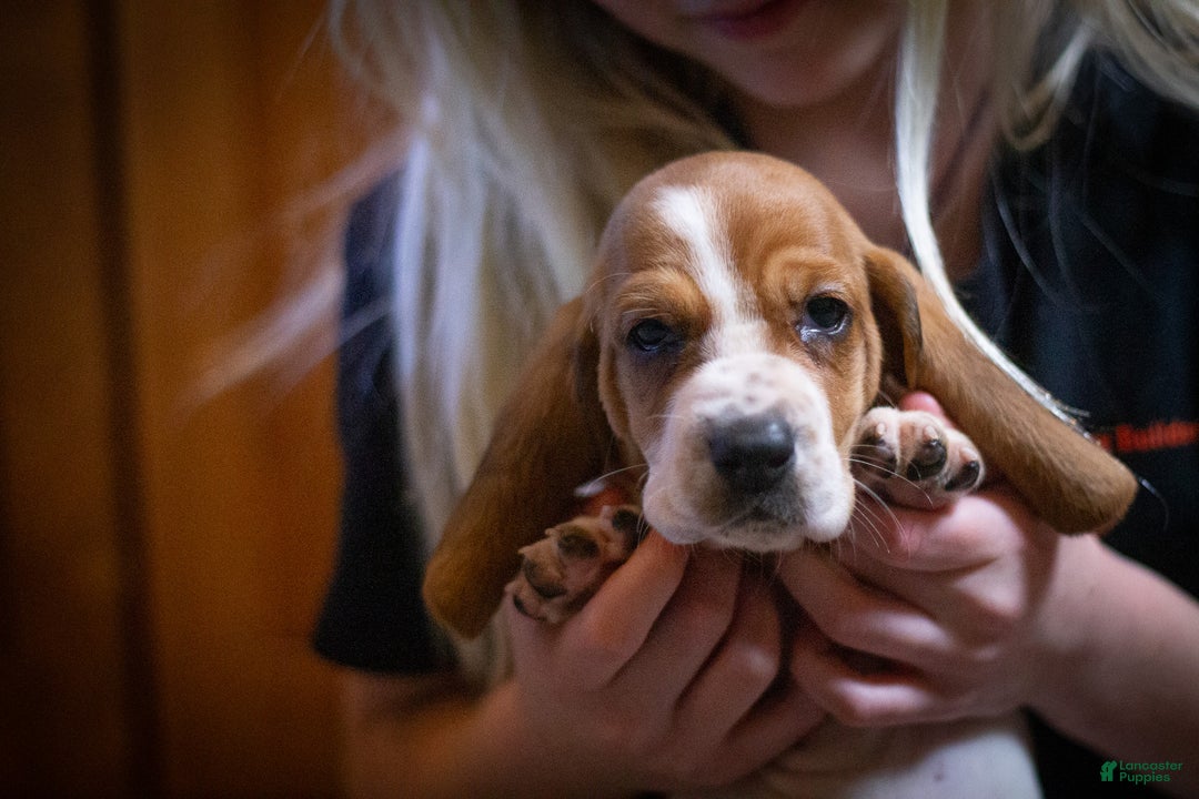 Basset Hound dogs for sale: Winnie - Ad 1