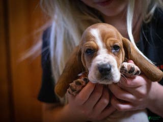 Basset Hound dogs Winnie - Ad 7