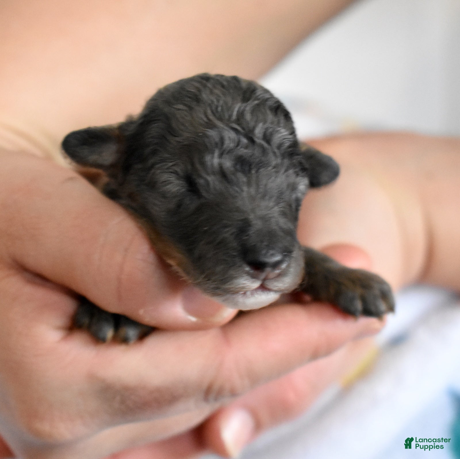 Miniature Poodle dogs Sapphire  - Ad 2