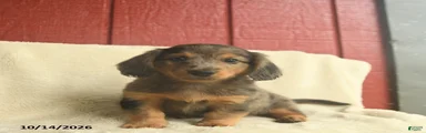 Louie