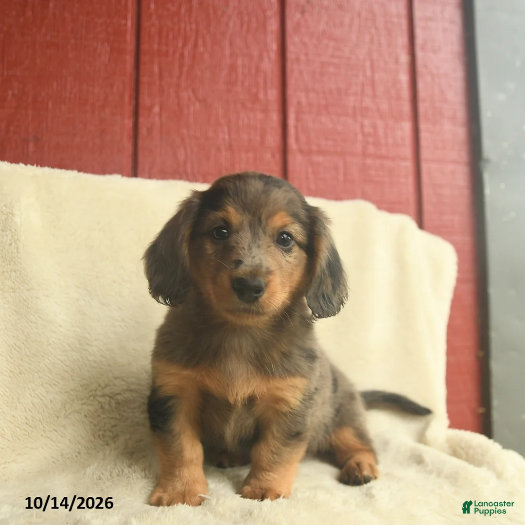 Dachshund dogs for sale: Louie - Ad 1