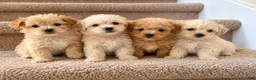 Maltipoo dogs for sale: Meet Coco — Adorable Maltipoo Puppy - Ad 15