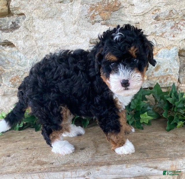 Mini Bernedoodle dogs for sale: Jack - Ad 2