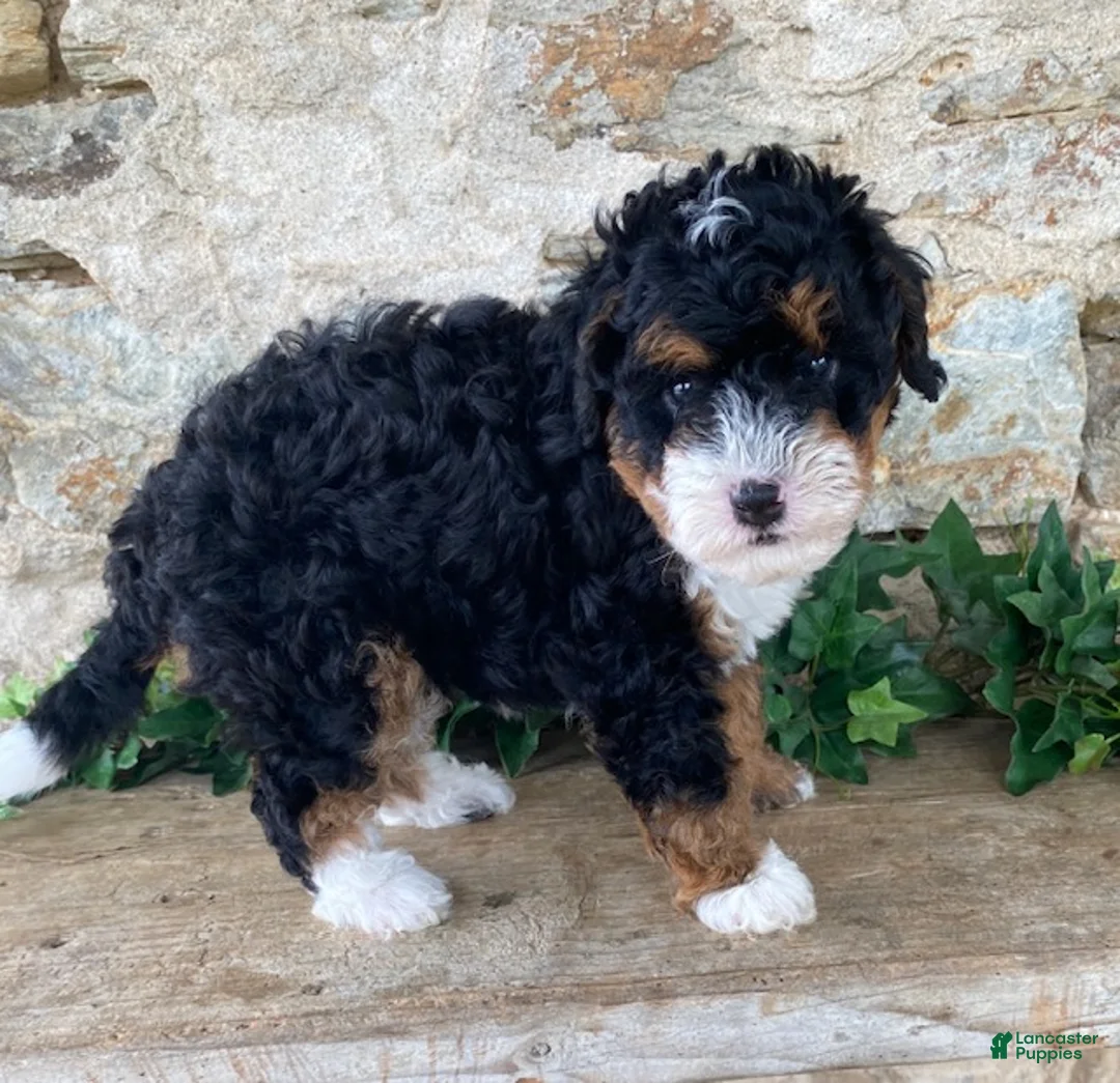 Mini Bernedoodle dogs for sale: Jack - Ad 1