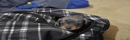 Miniature Dachshund dogs for sale: Alfie - Ad 3