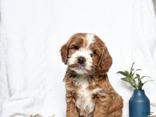 Cockapoo dogs - Ad 26