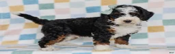 Mini Bernedoodle dogs for sale: Mell - Ad 3