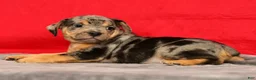 Beabull dogs for sale: Carson - Ad 4