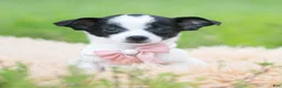 Chihuahua dogs for sale: Diva - Ad 6