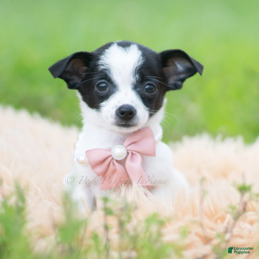 Chihuahua dogs for sale: Diva - Ad 6