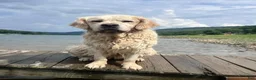 Golden Retriever dogs for sale: Golden Retriever Puppy 4 - Ad 2