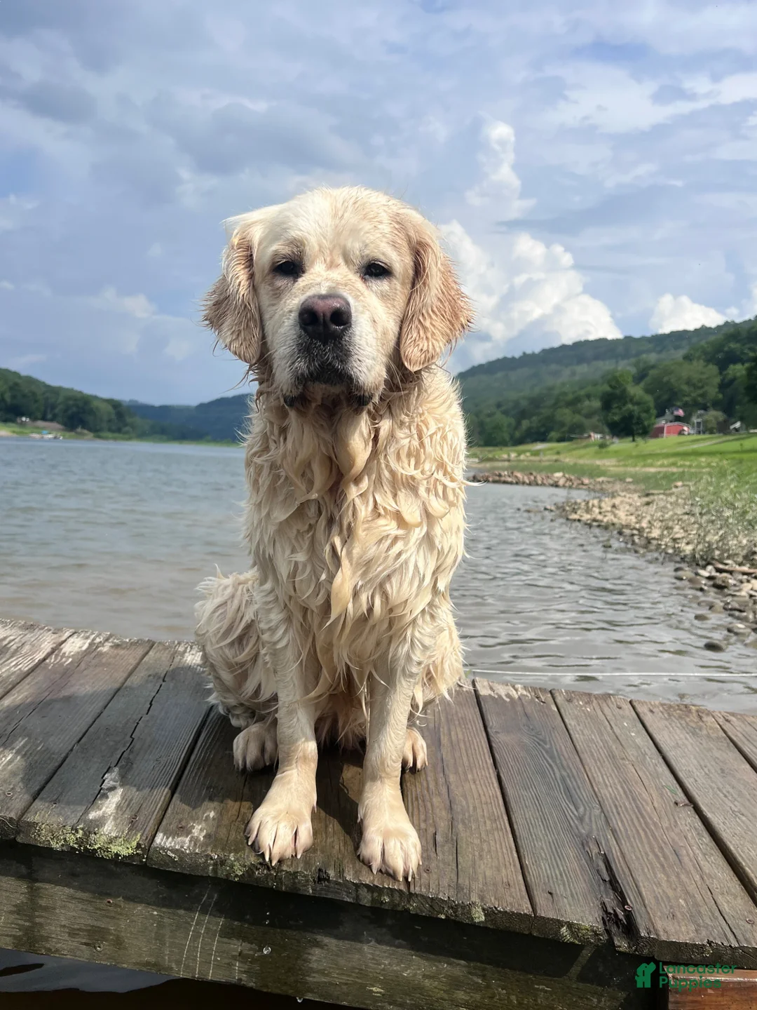 Golden Retriever dogs for sale: Golden Retriever Puppy 4 - Ad 2