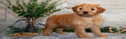 Mini Goldendoodle dogs for sale: Stormy - Ad 2