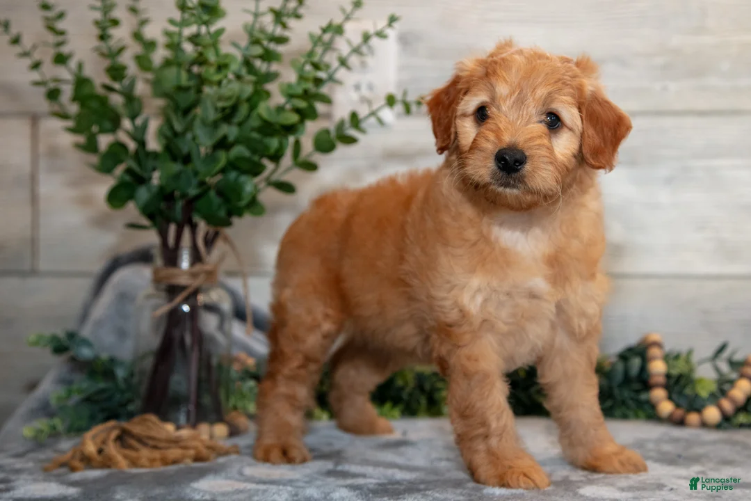Mini Goldendoodle dogs for sale: Stormy - Ad 2