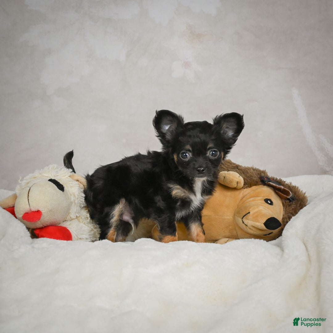 Chihuahua dogs for sale: Little Tom - Ad 9