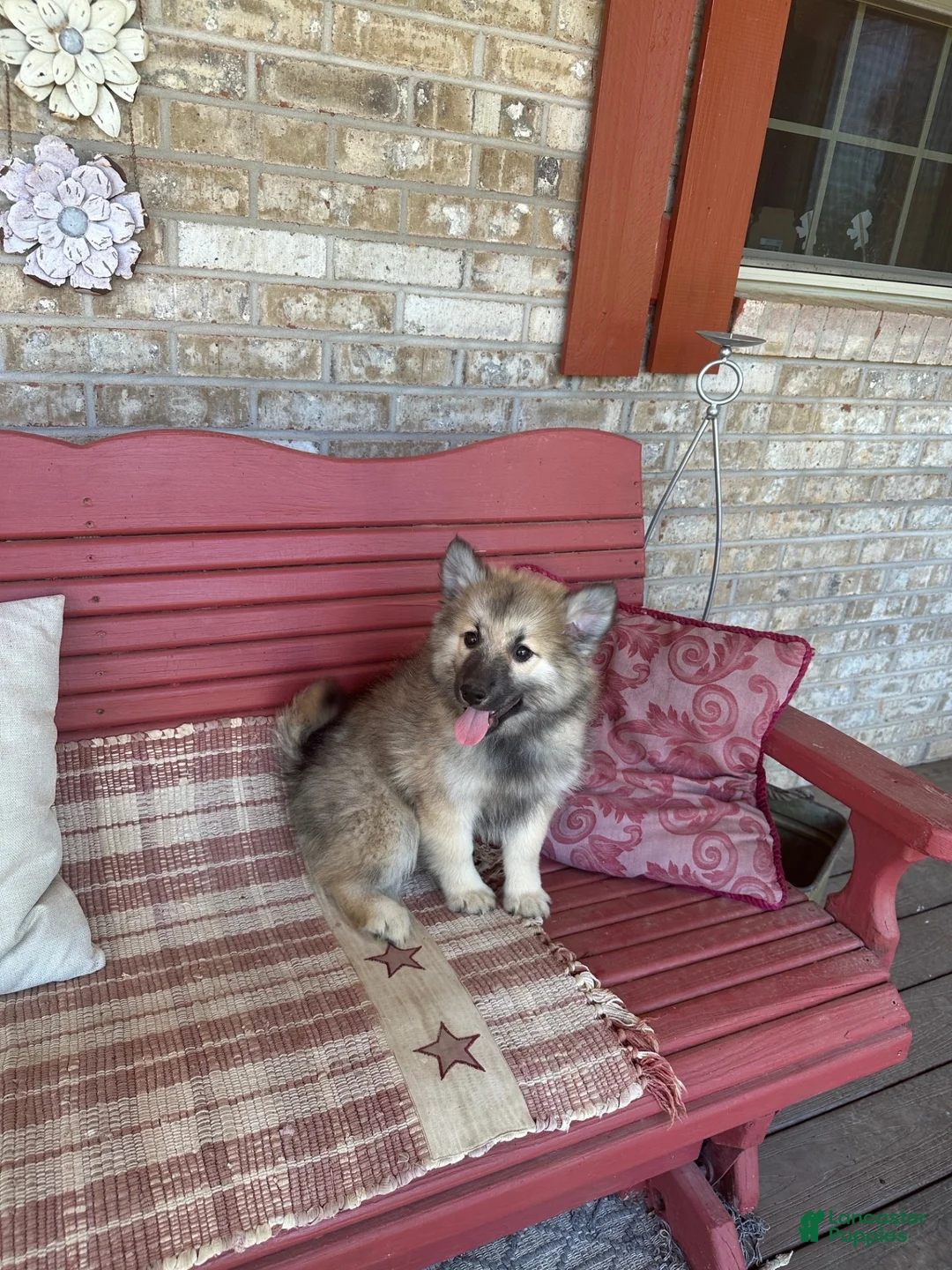Pomsky dogs for sale: Ranger - Ad 2