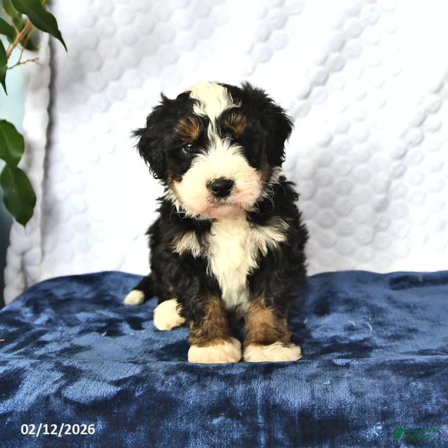Mini Bernedoodle dogs Duke - Ad 8