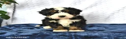Mini Bernedoodle dogs for sale: Duke - Ad 1