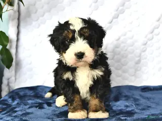 Mini Bernedoodle dogs Duke - Ad 8