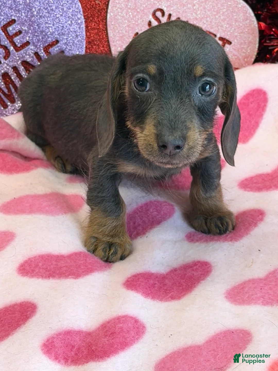 Dachshund dogs for sale: Bluebell - Ad 2