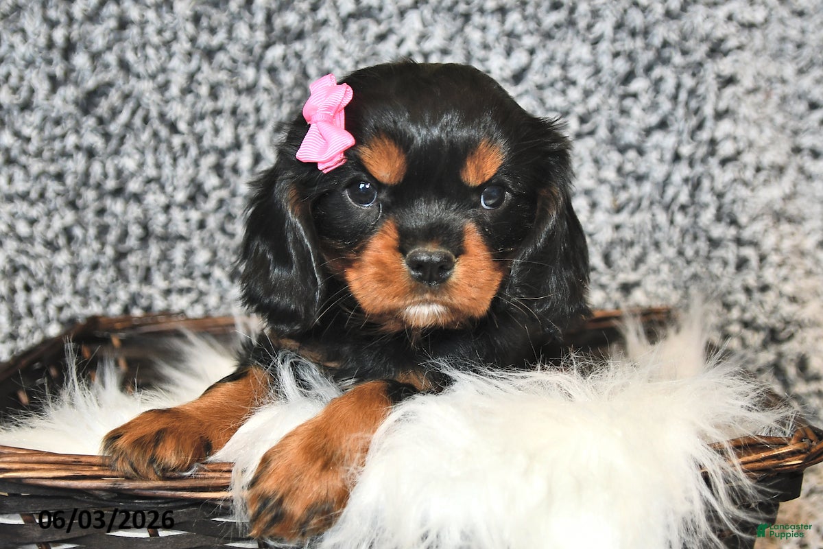 Cavalier King Charles Spaniel dogs for sale: Fern - Ad 2