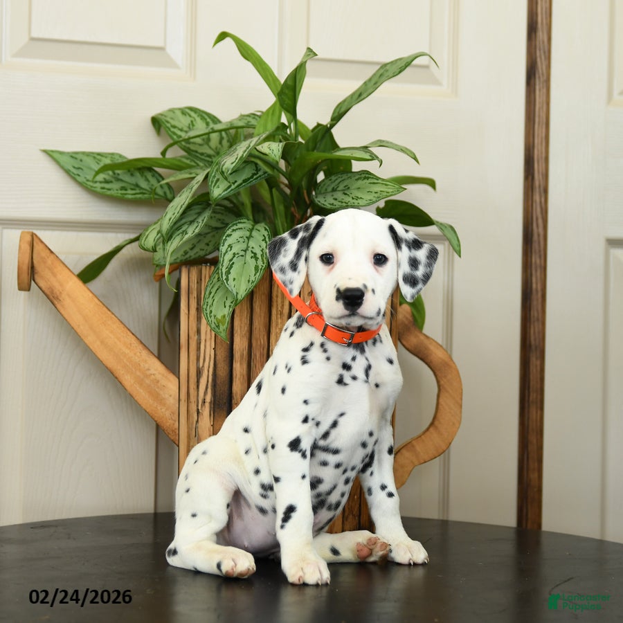 Dalmatian dogs Katie - Ad 2