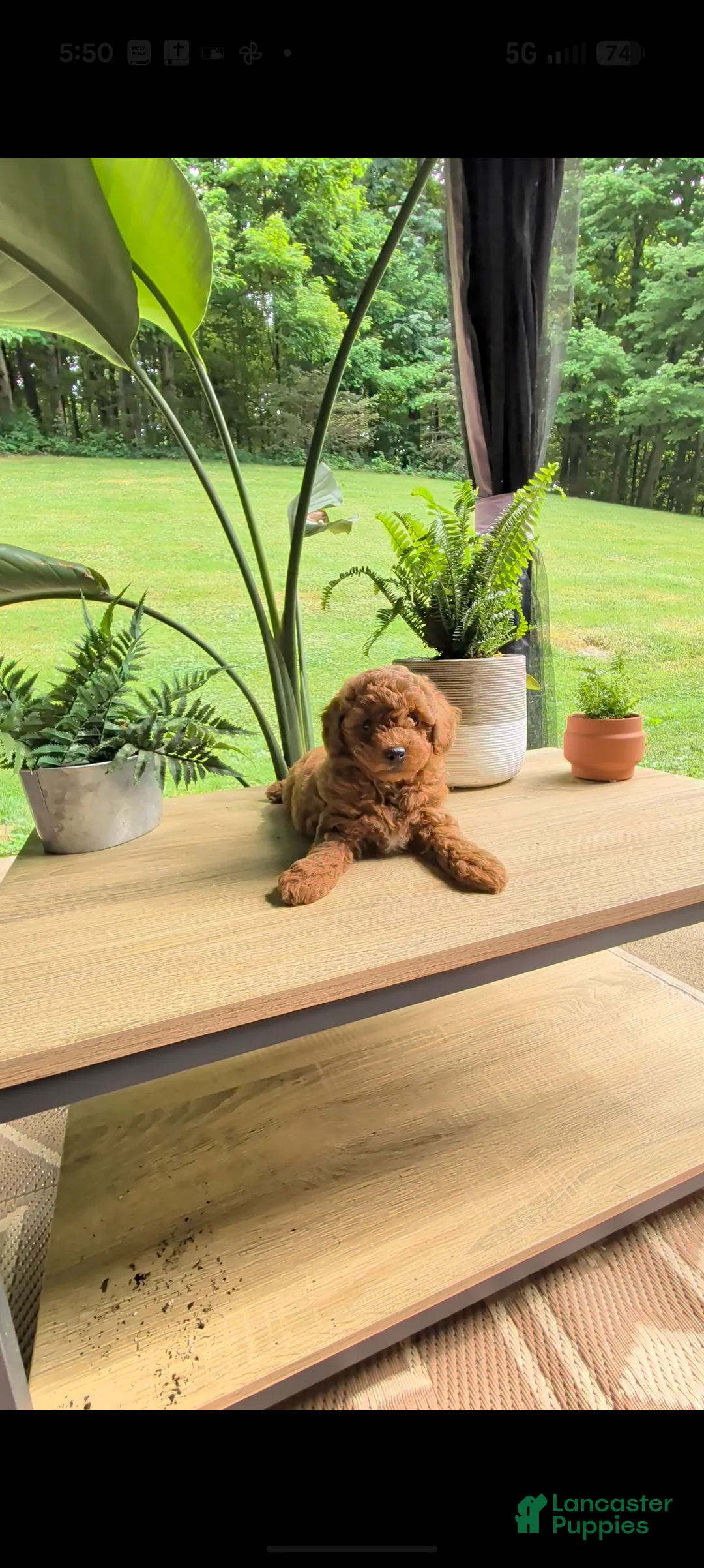 Miniature Poodle dogs for sale: Boe - Ad 1