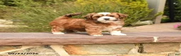 Havanese dogs for sale: Patches - Ad 1