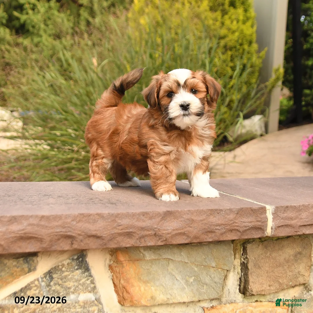 Havanese dogs for sale: Patches - Ad 1