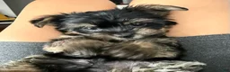 Yorkshire Terrier dogs for sale: Yorkshire Terrier 1 - Ad 1