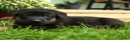 German Shepherd dogs for sale: Klaus - Ad 3