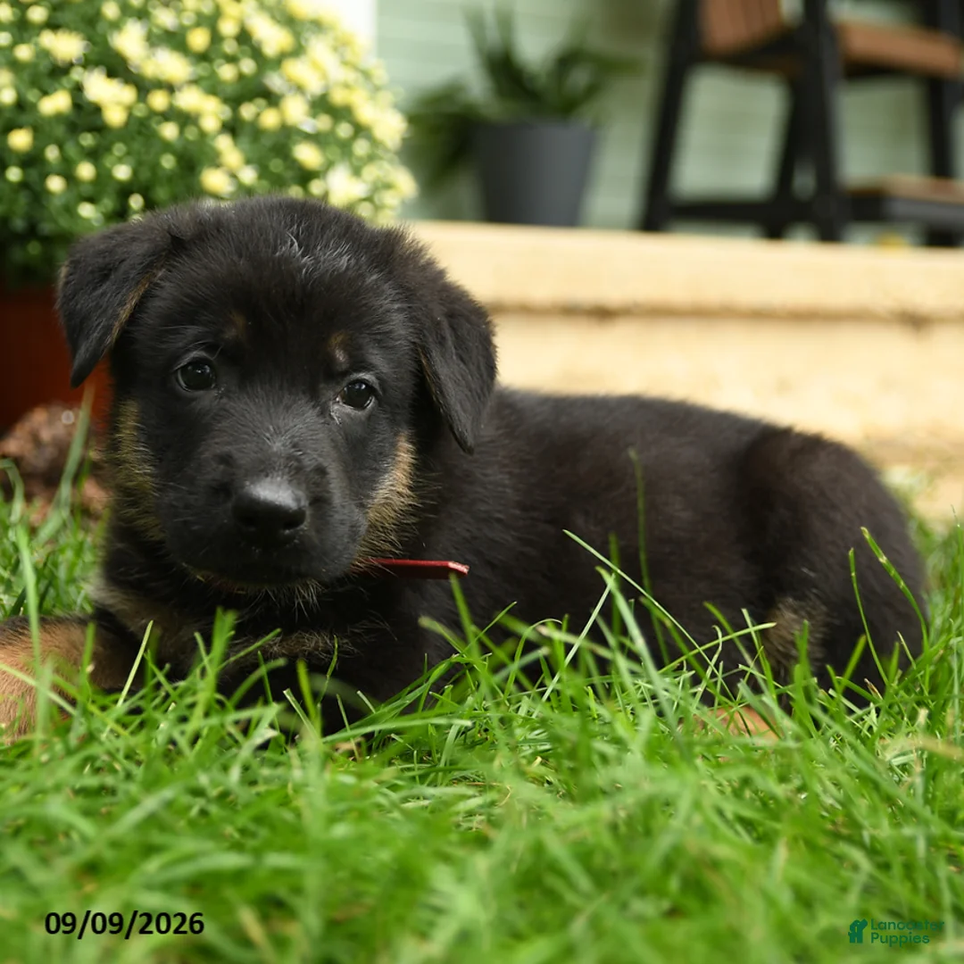 German Shepherd dogs for sale: Klaus - Ad 3