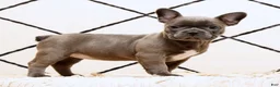 Frenchton dogs for sale: Bethany - Ad 3