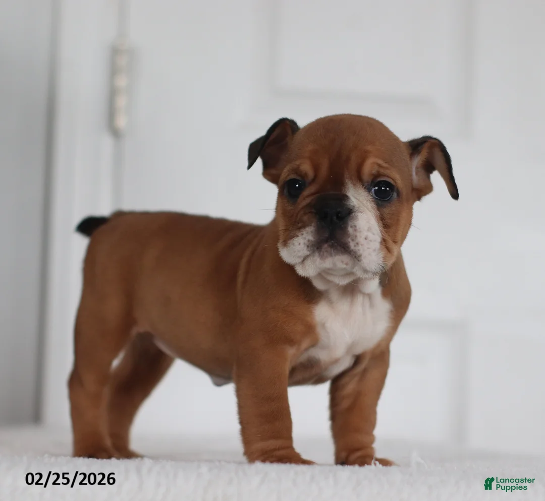 English Bulldog dogs for sale: Ruthee - Ad 5
