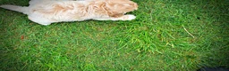 Havapoo dogs for sale: Valor - Ad 7