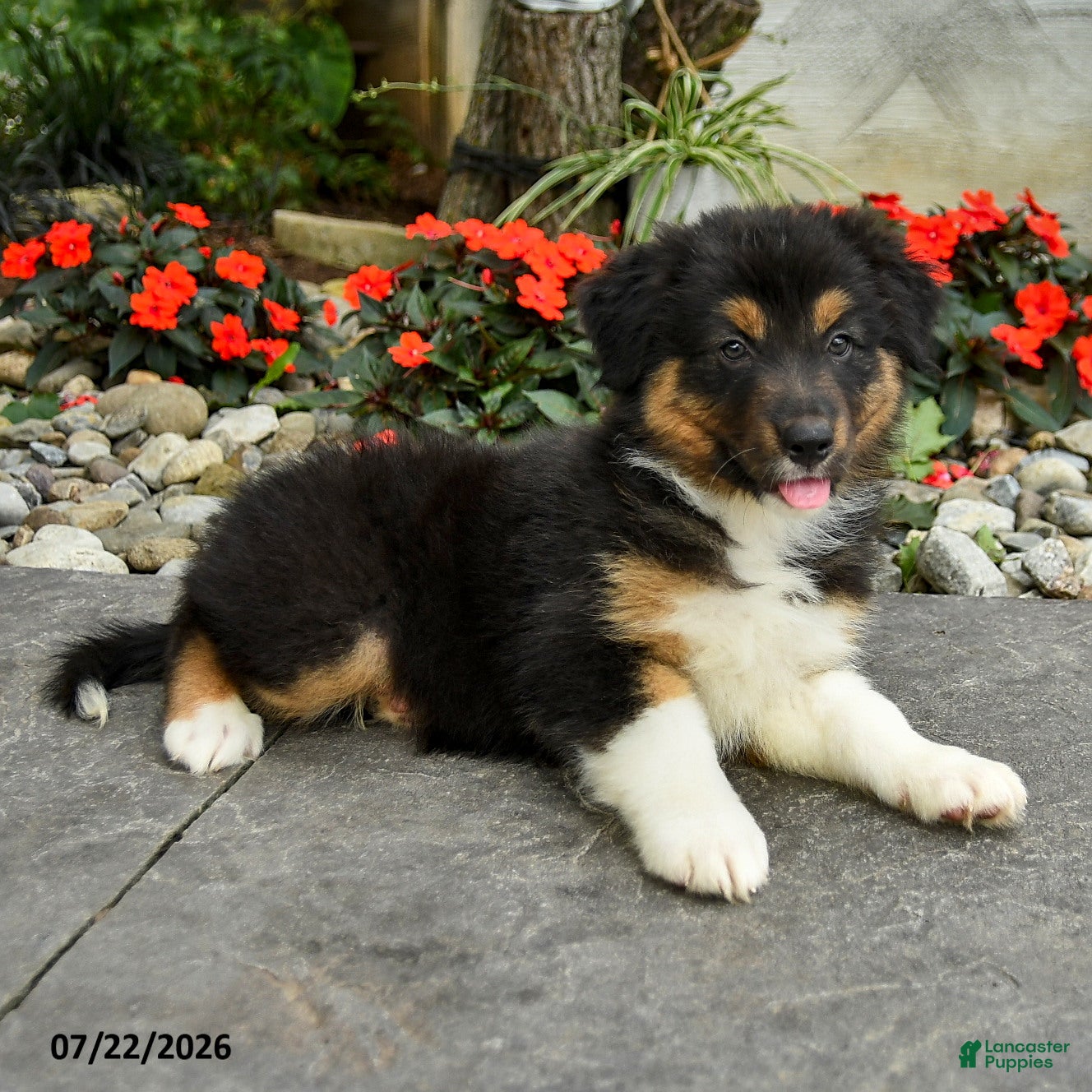 Australian Shepherd dogs Amar  - Ad 2