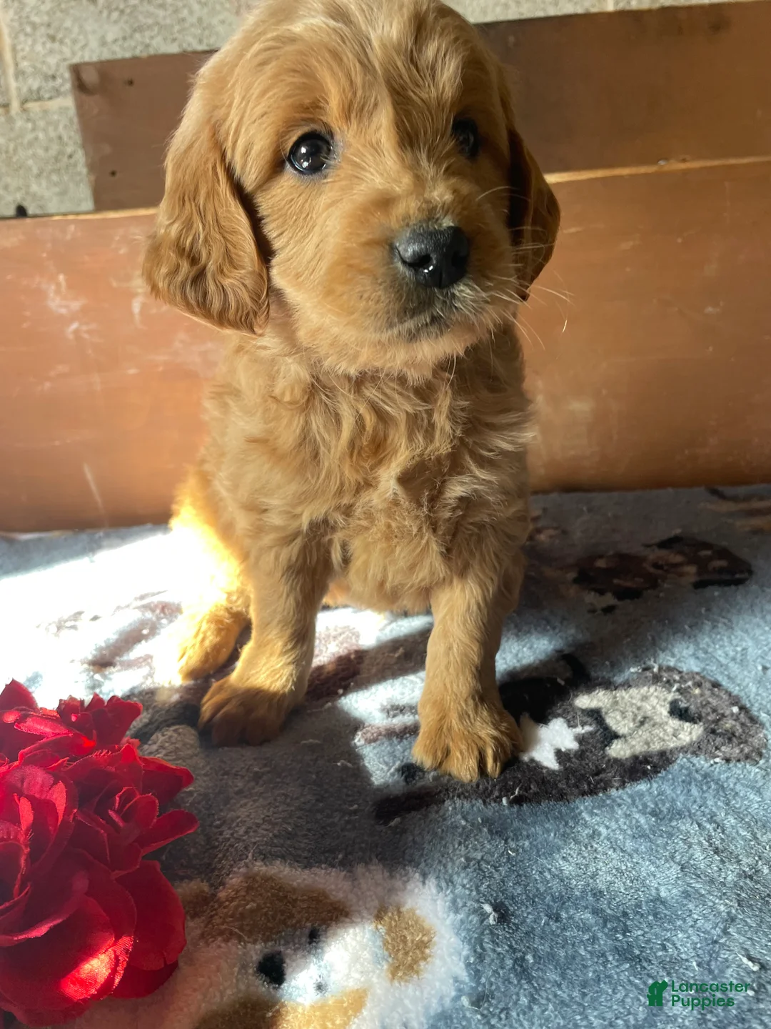 Mini Goldendoodle dogs for sale: Chase - Ad 2