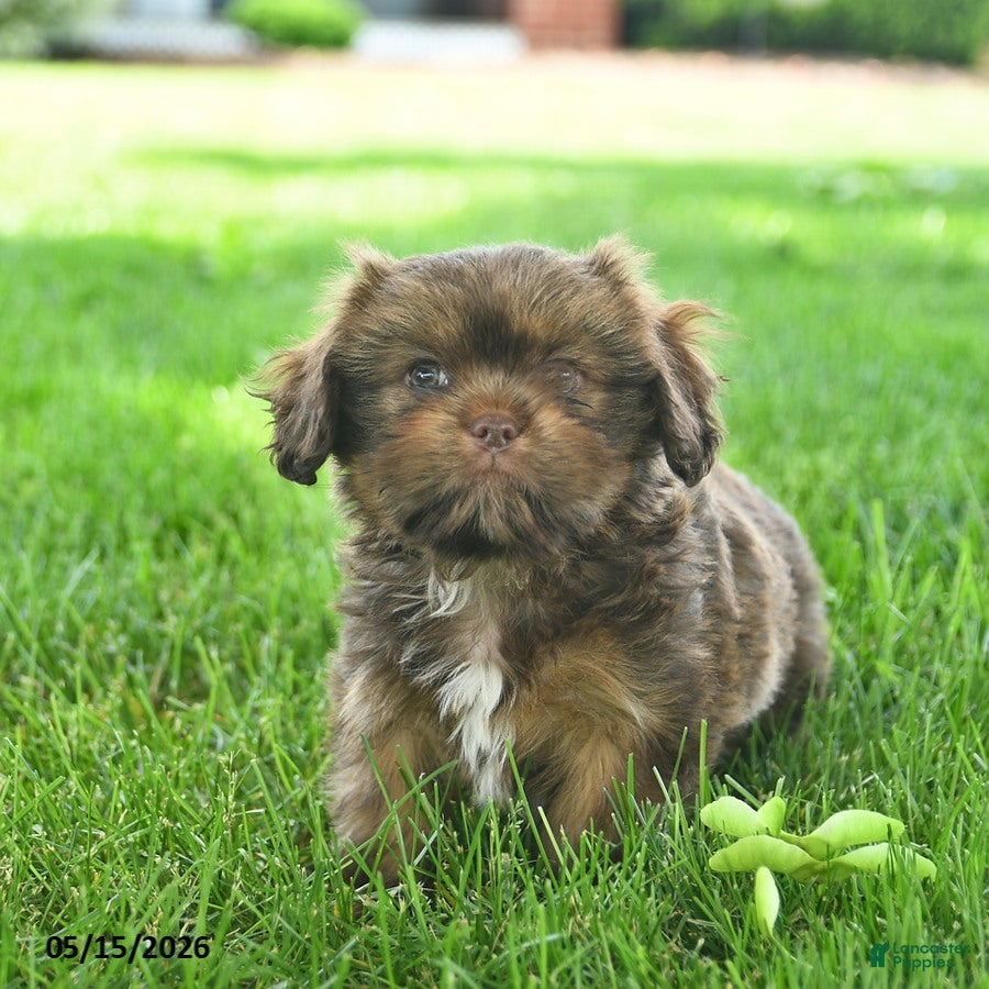 Mixed Breed dogs Shadow  - Ad 1