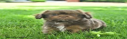 Mixed Breed dogs for sale: Shadow  - Ad 1