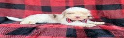 Cockapoo dogs for sale: Slade - Ad 7
