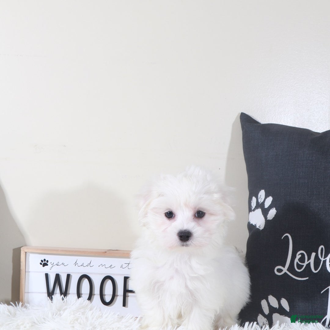 Maltese dogs for sale: Maltese Puppy Buttercup  - Ad 3