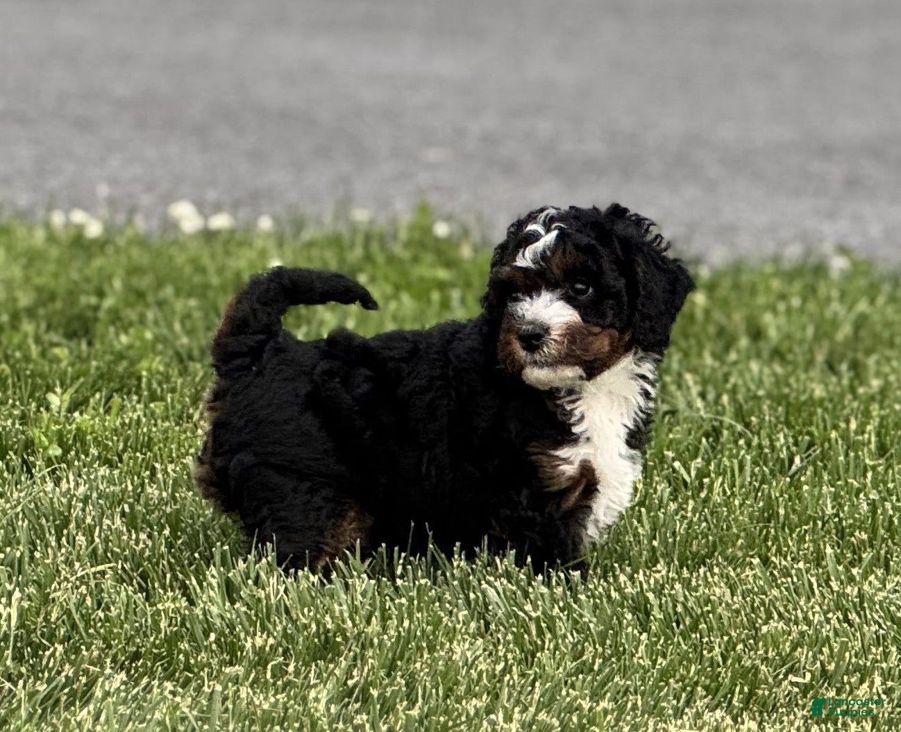 Mini Bernedoodle dogs Cody - Ad 1