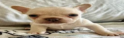 French Bulldog dogs for sale: French Bulldog 1 - Ad 8