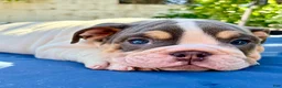 English Bulldog dogs for sale: Buster moon/mini bulldog - Ad 3