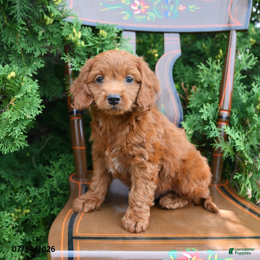 Cockapoo dogs Sterling - Ad 1