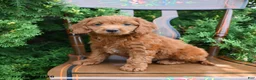 Cockapoo dogs for sale: Sterling - Ad 1