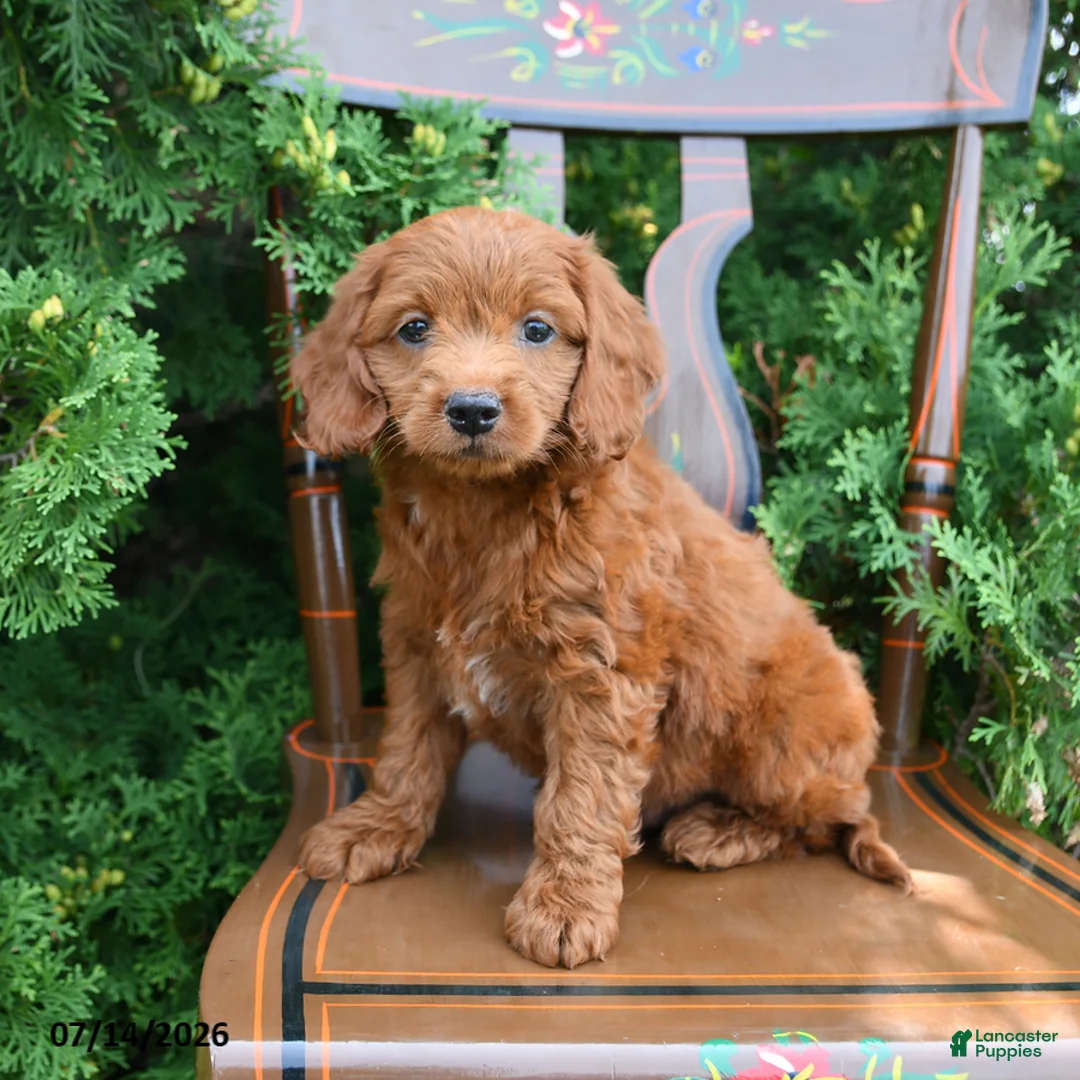 Cockapoo dogs for sale: Sterling - Ad 1
