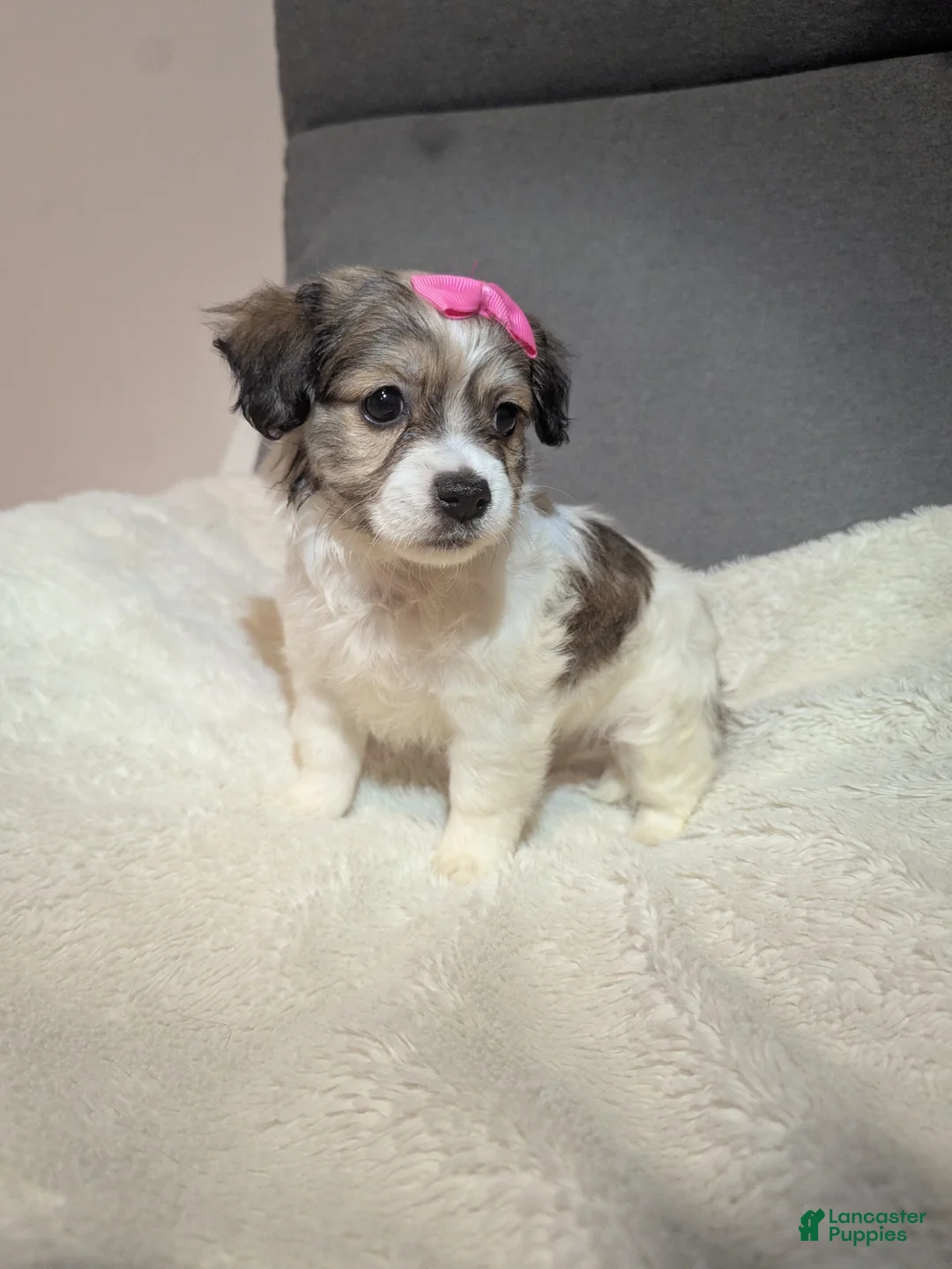 Havanese dogs for sale: Pebbles (short haired) - Ad 3